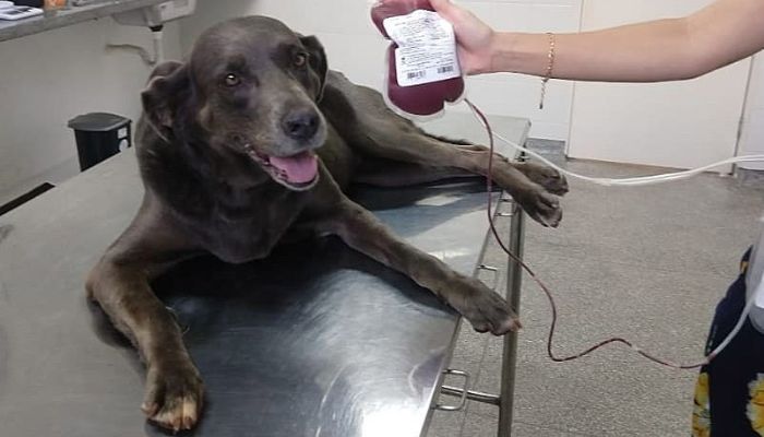 Ação do Corpo de Bombeiros incentiva doação de sangue canino para salvar vidas